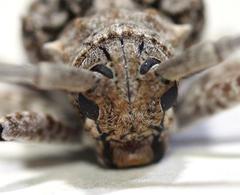 Crossotus stypticus