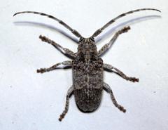 Crossotus stypticus