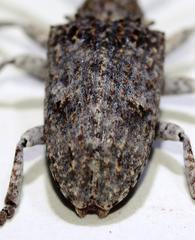 Crossotus stypticus