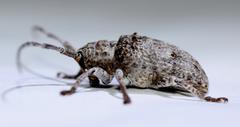 Crossotus stypticus