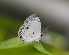 Megisba malaya sikkima