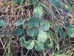 Tephrosia potosina
