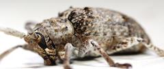 Crossotus stypticus