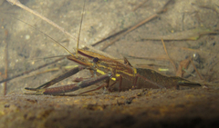 Macrobrachium laevis