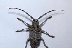 Crossotus stypticus