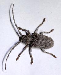 Crossotus stypticus