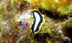 Pseudoceros paralaticlavus