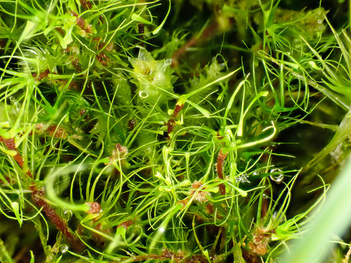 Dicranodontium denudatum