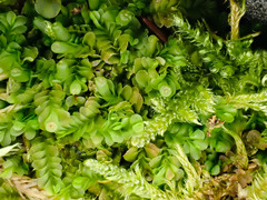 Liochlaena lanceolata