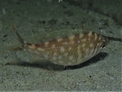 Parequula melbournensis