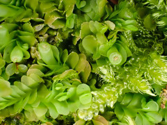 Liochlaena lanceolata