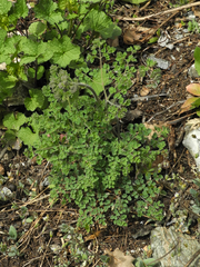 Thalictrum foetidum