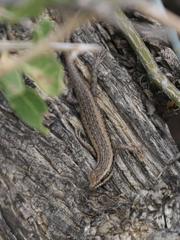 Trachylepis spilogaster