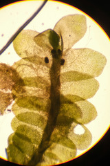 Liochlaena lanceolata