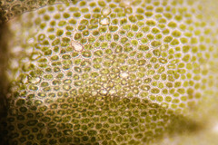 Liochlaena lanceolata