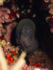 Gymnothorax unicolor