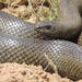 Mole Snake - Photo (c) Jacques van der Merwe, some rights reserved (CC BY-SA), uploaded by Jacques van der Merwe