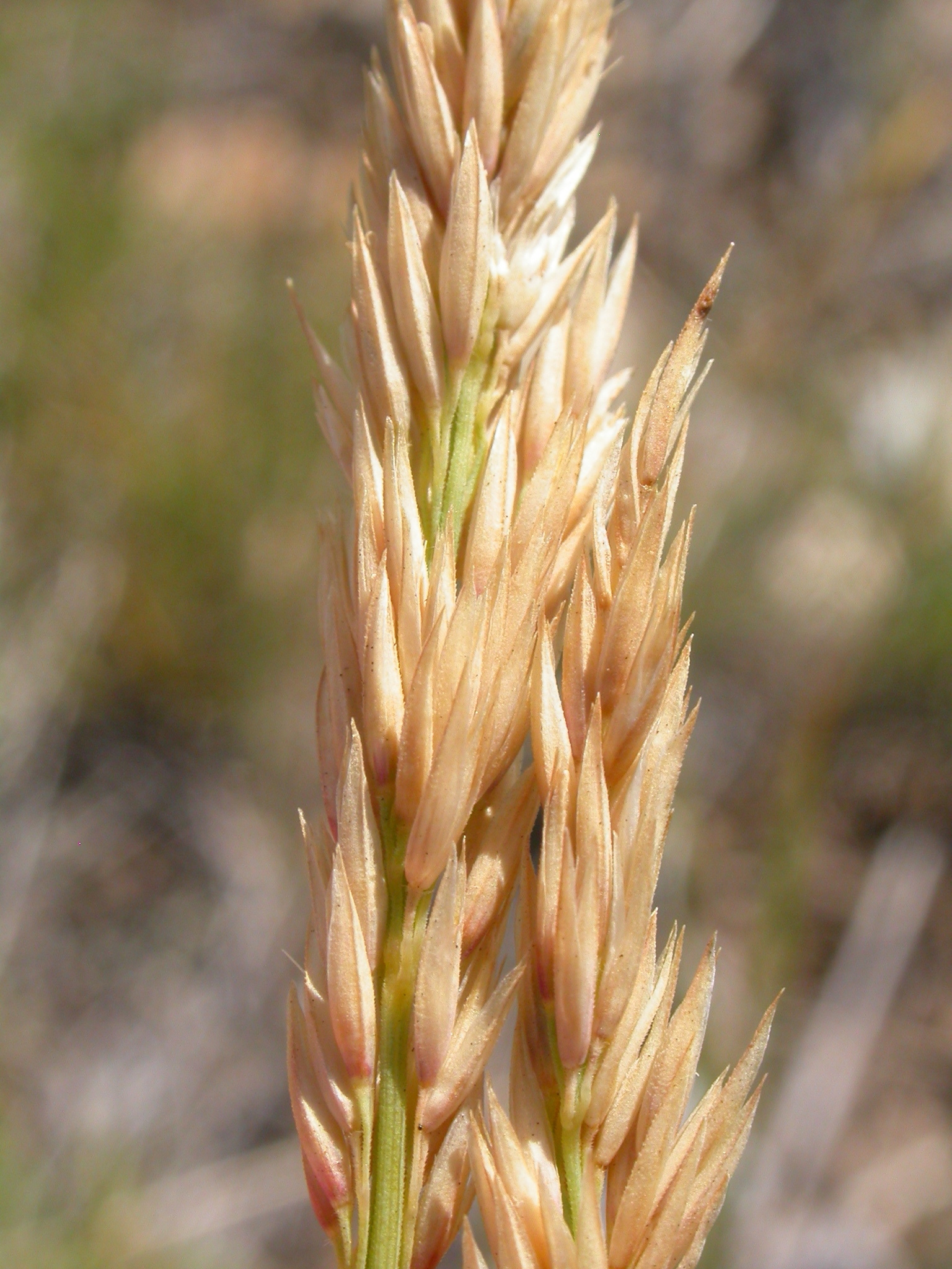 Calamagrostis montanensis