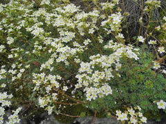 Saxifraga paniculata