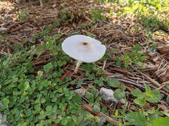 Leucocoprinus brebissonii