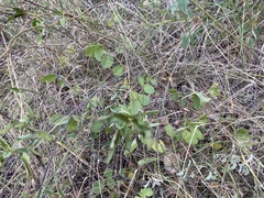Tephrosia potosina