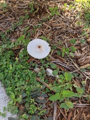 Leucocoprinus brebissonii