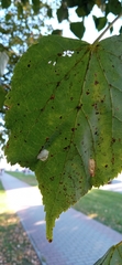 Phyllonorycter issikii