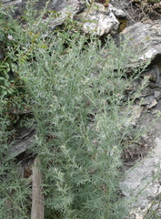 Centaurea vallesiaca