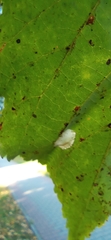 Phyllonorycter issikii