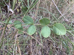 Tephrosia potosina