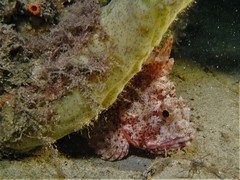 Scorpaena sumptuosa