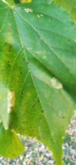 Phyllonorycter issikii