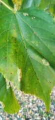 Phyllonorycter issikii