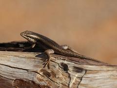 Trachylepis spilogaster