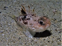 Maxillicosta scabriceps