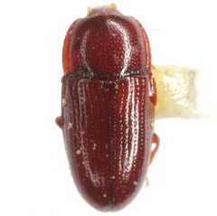 Philothermus glabriculus