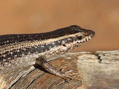 Trachylepis spilogaster