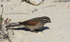 Emberiza capensis capensis