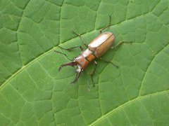Cyclommatus