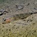 Striped Sandgoby - Photo (c) J. Martin Crossley, some rights reserved (CC BY-NC-SA), uploaded by J. Martin Crossley