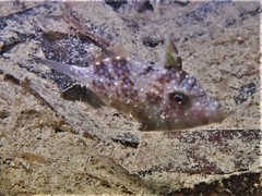 Scobinichthys granulatus