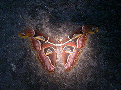 Archaeoattacus malayanus
