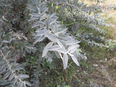 Elaeagnus angustifolia