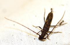 Trichopsathyrus modestus