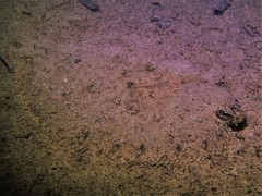 Pseudorhombus jenynsii