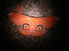 Salassa mesosa