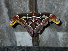 Archaeoattacus malayanus
