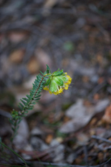 Pimelea suaveolens