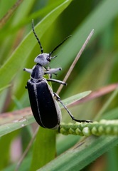 Epicauta cinerea-group