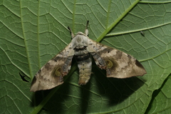Daphnusa ocellaris